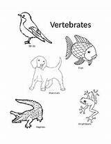 Coloring Invertebrates Pages Vertebrates Template sketch template