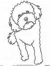 Coloring Labradoodle Pages Dog Official Printable Getcolorings Getdrawings Embroidery Designs sketch template