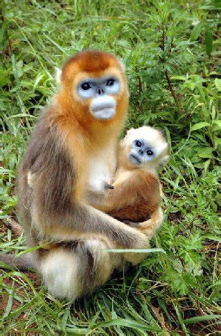 rare monkeys  china   protected upicom