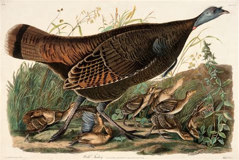 wild turkey female audubon prints