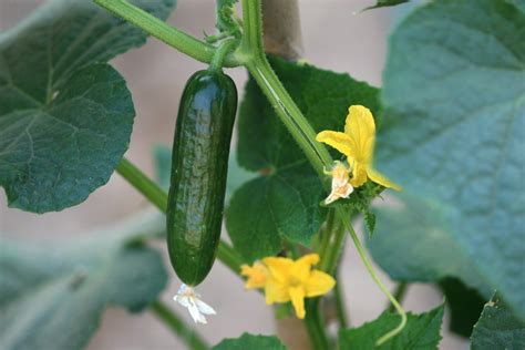 growing cucumbers thriftyfun