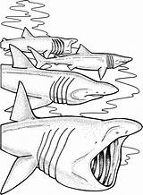 Basking Squalo Sharks Elefante Tiburones Requin Jaws Search Squali Thresher Coloriages Supercoloring Stampare Animaux Disegnare Martello Pairs Often Template Scribblefun sketch template