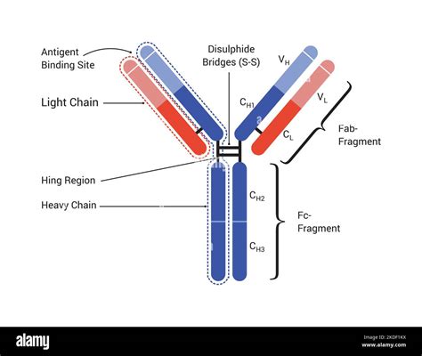 basic structure   antibody shows  light  heavy chains