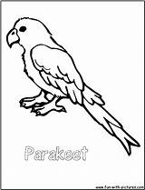 Coloring Parrot Pages Parakeet Line Drawing Budgie Cockatiel Parrots Print Printable Birds Color Comments Getcolorings Template Paintingvalley Fun sketch template