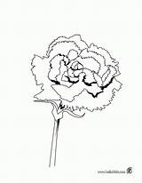Carnation Coloring Clipart Library Pages sketch template