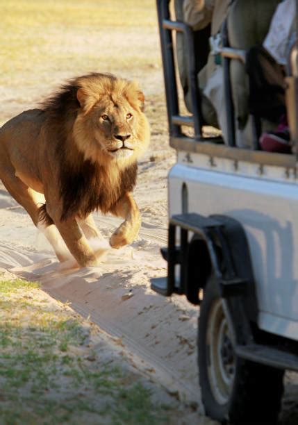 lion chasing stock  pictures royalty  images istock