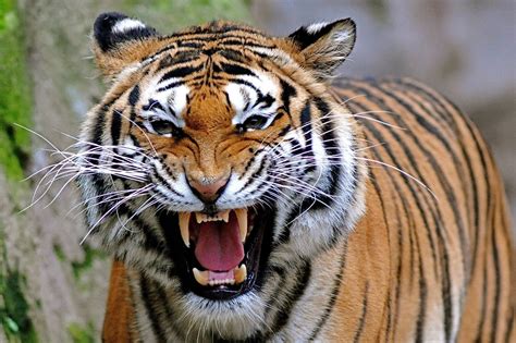 unique animals blogs angry tiger face pictures