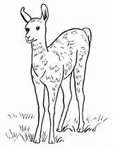 Llama Coloring Pages Baby Lama Printable Drawing Alpaca Starts Print Getdrawings Leave Samanthasbell Comments Today sketch template