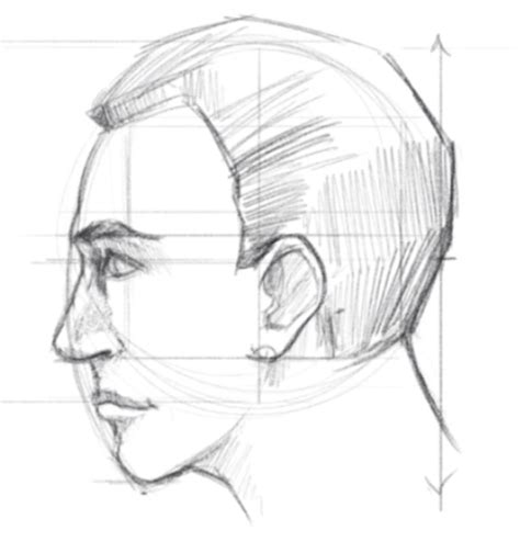 draw  face facial proportions