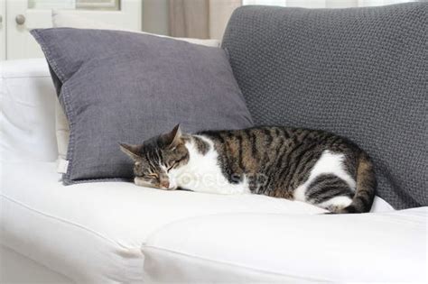 Fluffy Cat Sleeping On Sofa At Home — Grey Friendly
