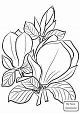 Magnolia Coloring Flower Pages Printable Campbells Saucer Awesome Getcolorings Getdrawings sketch template