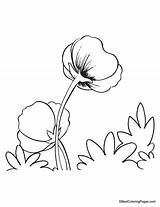 Coquelicot Coloriages Poppy sketch template