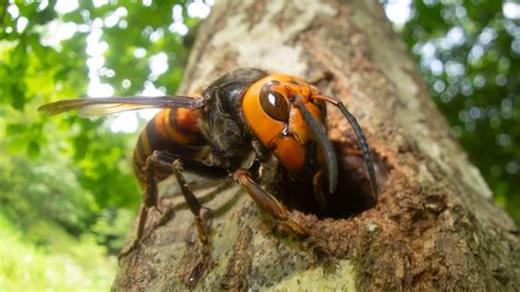 Invasive Murder Hornets Could Be Killed Using Pheromone Sex Traps
