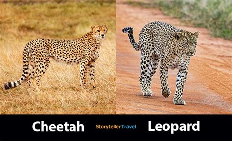 cheetah  leopard  key differences speed size spots storyteller travel