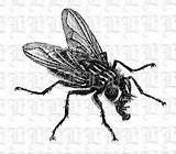 Musca Domestica Clipart Clipground Insect Fly Clip Vintage House sketch template