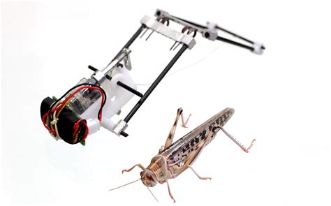 locust inspired robot jumps  action fortune