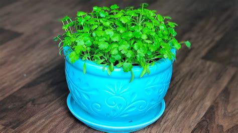grow coriander   containerpot  home   grow cilantro