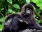 image   week rwanda gorilla mother  baby digidriftcom