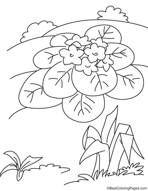 violet flower coloring pages violet coloring pages  flowers