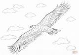 Eagle Coloring Golden Pages Flight Printable Drawing sketch template