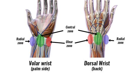 wrist anatomy bones ligaments muscles nerves