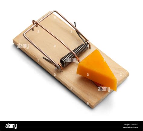 mouse trap  cheddar cheese isolated  white background stock photo