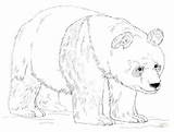 Bear Grizzly Coloring Pages Getcolorings sketch template