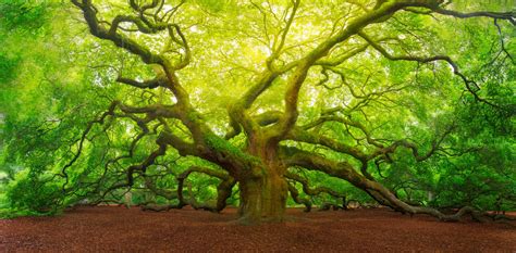 oak   official  national tree