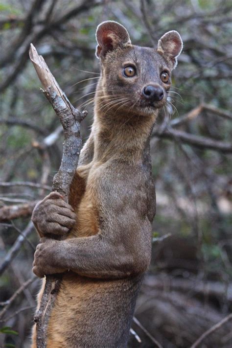The Fossa Is Only Madagascar S Largest Carnivore Because