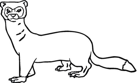 weasel  coloring page  printable coloring pages