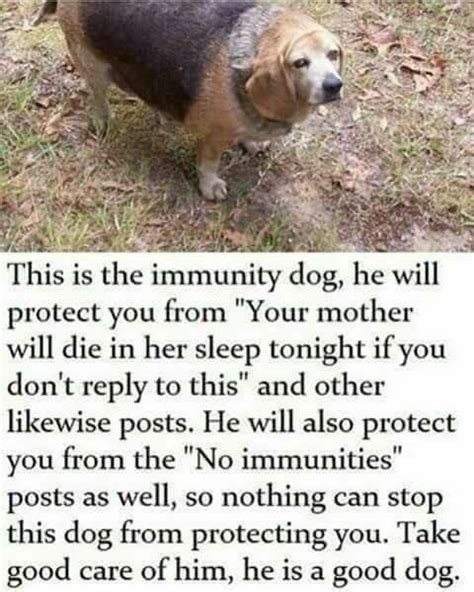 immunity dog dogs   meme