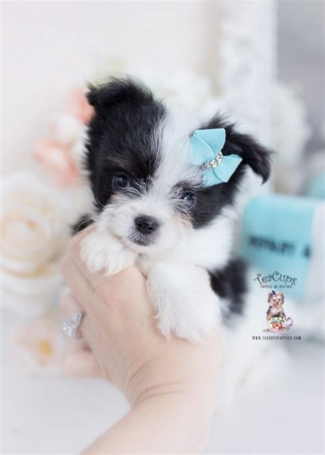 morkie puppies  designer breed puppies  sale  teacups puppies teacup puppies boutique