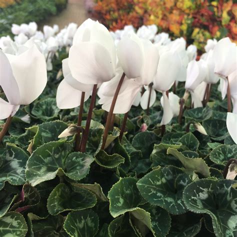 cyclamen ruibals