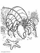 Crab Hermit sketch template