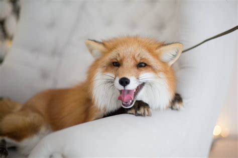 domesticated fox