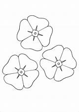 Template Poppy Coloring Pages Flower Printable Colouring Poppies Flowers Templates Print Remembrance Pdf Sheets Lily Activities Kids Anzac Small Craft sketch template