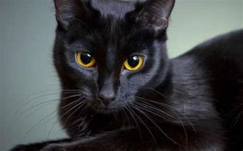 cinco motivos para adoptar un gato negro