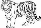 Tiger Siberian Drawing Coloring Getdrawings Pages sketch template