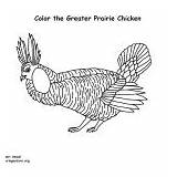 Chicken Prairie Coloring Birds Greater Category sketch template