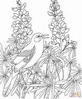 Coloring Pages Texas Bluebonnet Mockingbird Bird Flower Birds State Bluebonnets Printable Flowers Drawing Adult Line Blue Book Beautiful Realistic Sheets sketch template