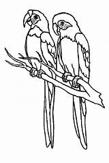 Coloring Pages Getdrawings Birds Parrot sketch template