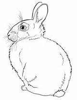 Rabbit Coloring Pages Bunny Realistic Rabbits Drawing Printable Colorir Da Para Coelho Color Print Imprimir Atividades Categories sketch template
