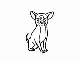 Chihuahua Drawing Dog Coloring Chihuahuas Pages Colorear Getdrawings Cute Coloringcrew sketch template