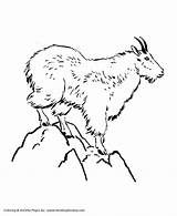 Mountain Goat Coloring Pages Kids Wild Animal Lion Animals Colouring Bike Honkingdonkey Print Activity Goats Mountains Sheet Sunrise Getcolorings Printables sketch template