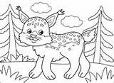 Bobcat Bobcats sketch template