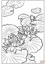 Coloring Lotus Pages Nishimura Hodo Blossoms Printable Paper sketch template