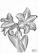 Amaryllis Coloring Pages Coloringbay Flowers Drawing Categories sketch template