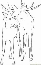 Moose Coloringpages101 sketch template