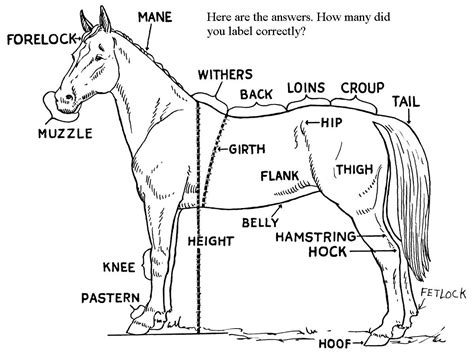 mane point   label  parts   horse