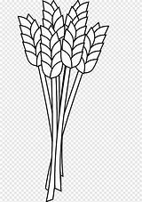 Barley Pngegg sketch template